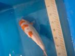 Koi karpers, Dieren en Toebehoren, Karper of Koi