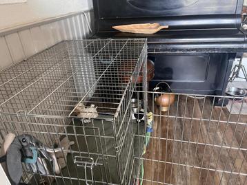 hond bench beschikbaar voor biedingen