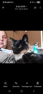 Vermist poes  geholpen en chip kempenlaan Stadskanaal, Dieren en Toebehoren, Vermiste en Gevonden Dieren, Kat