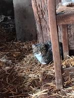 Kittens, Dieren en Toebehoren, Katten en Kittens | Overige Katten, Meerdere dieren