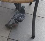 duif (duitse ring), Dieren en Toebehoren, Vogels | Duiven, Geslacht onbekend, Postduif