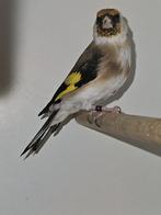 majoor putter pop wildkleur, Dieren en Toebehoren, Vrouwelijk, Wildzangvogel, Geringd
