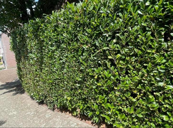 Gratis haag aangeboden, Tuin en Terras, Planten | Struiken en Hagen, 100 tot 250 cm, Ophalen