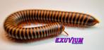 Atopochetus spinimargo miljoenpoten / millipedes, Overige soorten