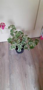 Aparte geranium groot, Huis en Inrichting, Kamerplanten, Ophalen, Overige soorten, Minder dan 100 cm