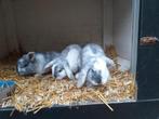 Te koop hangoor-konijnen, Meerdere dieren, Middelgroot, Hangoor, 0 tot 2 jaar