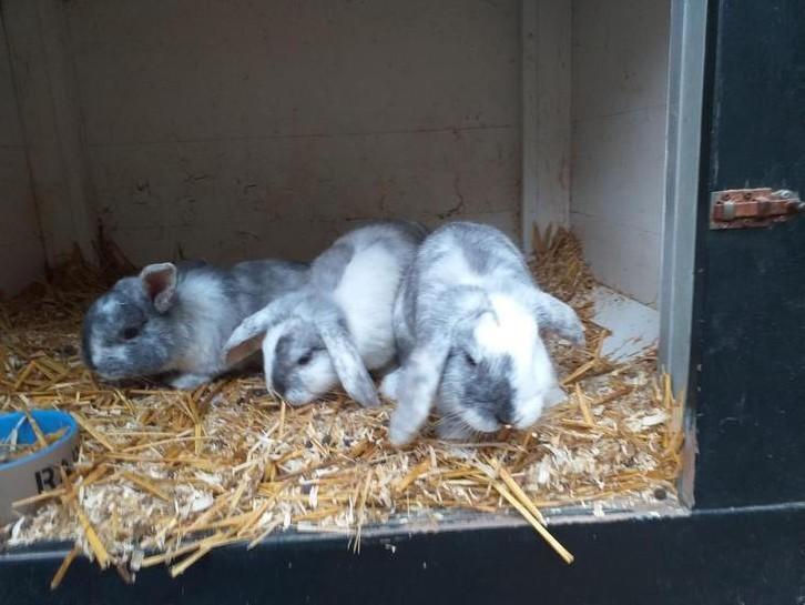 Te koop hangoor-konijnen, Dieren en Toebehoren, Konijnen, Middelgroot, Meerdere dieren, 0 tot 2 jaar, Hangoor