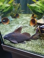 Vissen, Dieren en Toebehoren, Ophalen of Verzenden