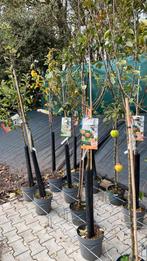 Appelbomen jonagold, cox orange pippin rode boskoop enz, Ophalen, Volle zon, Overige soorten, Minder dan 100 cm