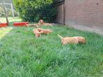 Nova Scotia Duck Toller Retriever pups, Toller pups, Overige rassen, 8 tot 15 weken, Meerdere, Meerdere dieren