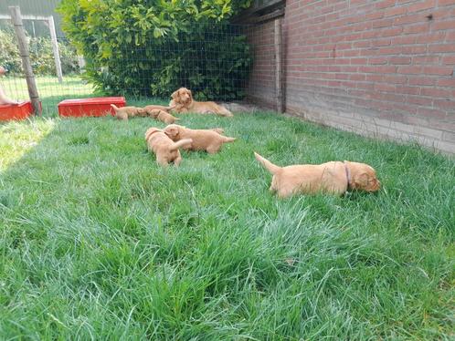 Nova Scotia Duck Toller Retriever pups, Toller pups, Dieren en Toebehoren, Honden | Retrievers, Spaniëls en Waterhonden, Meerdere dieren