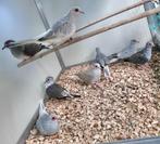 Diamantduifjes, Meerdere dieren, Tropenvogel
