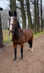 Kreil girl! Alround paard, Dieren en Toebehoren, Pony's, Merrie, 11 jaar of ouder