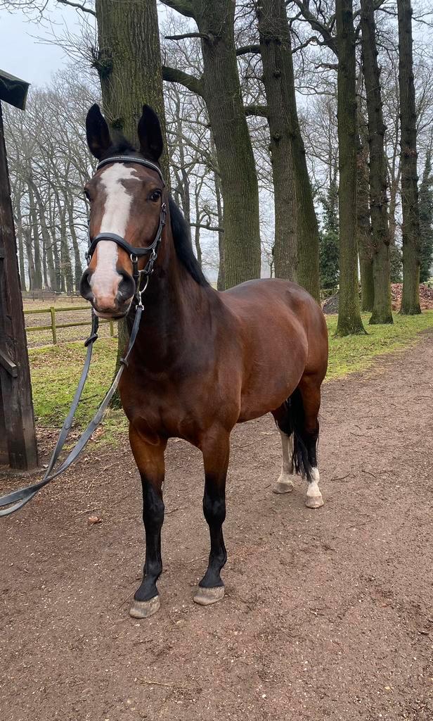 Kreil girl! Alround paard, Dieren en Toebehoren, Pony's, Merrie, 11 jaar of ouder