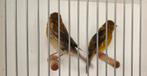 Koppel jonge donker groene kanarie €25,, Dieren en Toebehoren, Vogels | Kanaries, Meerdere dieren, Kleurkanarie