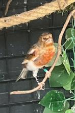 Mooie fluitende harlekijn kanarie man 2025, Dieren en Toebehoren, Vogels | Kanaries, Mannelijk, Kleurkanarie