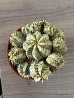 EUPHORBIA MELOFORMIS VARIEGATA, Ophalen of Verzenden, Overige soorten, Volle zon, Minder dan 100 cm