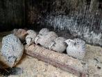 Te koop Japanse kwartels, Dieren en Toebehoren, Pluimvee, Vrouwelijk, Overige soorten