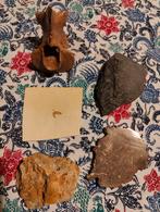 5 Fossielen, Ophalen of Verzenden, Fossiel