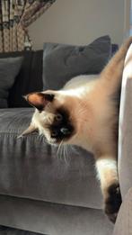 Prachtige Ragdoll kater zoekt een warm thuis