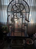 2 valkparkieten met kooi.