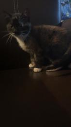 KITTENS TE KOOP!, Dieren en Toebehoren, 0 tot 2 jaar