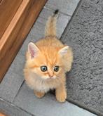 Schattige Brits korthaar kittens, Dieren en Toebehoren, Katten en Kittens | Raskatten | Korthaar, Meerdere dieren