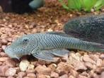 L 146 Rubber lip pleco 5–6 cm., Dieren en Toebehoren, Vis