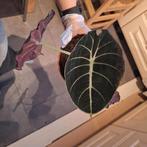 Alocasia Black Velvet, Huis en Inrichting, Ophalen of Verzenden, Halfschaduw, Minder dan 100 cm