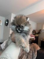 Pomeriaan reutje, Parvo, Keeshond, Reu, 8 tot 15 weken