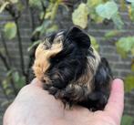 Schattig CH teddy cavia zeugje, Dieren en Toebehoren, Knaagdieren, Cavia, Vrouwelijk, November, Tam