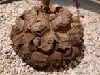 Dioscorea elephantipes, nice caudec, succulent, plant, Verzenden, Overige soorten, Minder dan 100 cm