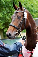 14 jarige donkerbruine merrie - Gail Zelma, Dieren en Toebehoren, Paarden, Merrie, Gechipt, M, Dressuurpaard