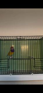 Gouldamadines, Dieren en Toebehoren, Vogels | Overige Vogels, Meerdere dieren, Tropenvogel, Geringd