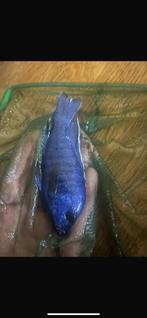 Mooie man vel van kleur, Dieren en Toebehoren, Vissen | Vijvervissen, Karper of Koi