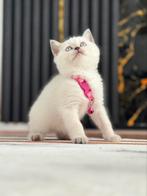 britse korthaar blue point, Kater, Ontwormd, 0 tot 2 jaar