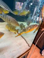 Tetraodon Mbu, Dieren en Toebehoren, Vis