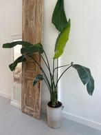 Strelizia Nicolai plant te koop, Overige soorten, 150 tot 200 cm, Halfschaduw, Ophalen