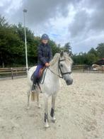 Super lieve kinder pony, Dieren en Toebehoren, Pony's, Merrie, B, Springpony, Gechipt