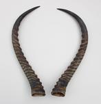 Hoornpaar  ANTILOPE - 58 cm (gewei), Ophalen of Verzenden, Gebruikt, Wild dier, Gewei of Kop