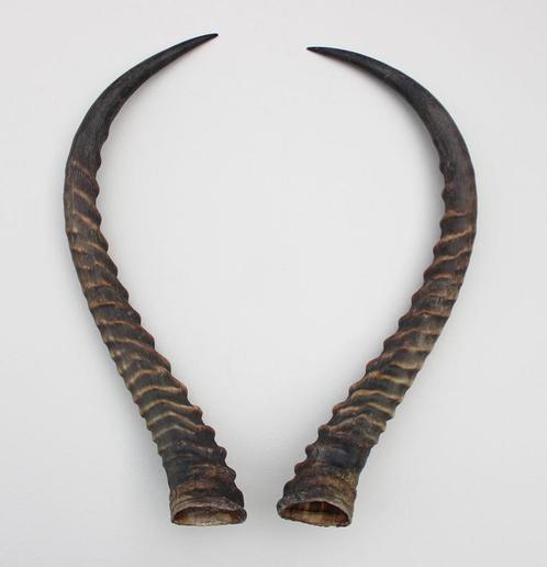 Hoornpaar  ANTILOPE - 58 cm (gewei), Verzamelen, Dierenverzamelingen, Gebruikt, Gewei of Kop, Wild dier, Ophalen of Verzenden