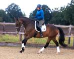 Superbrave 10 jarige ruin van 1.74 m, Gechipt, Ruin, M, Dressuurpaard