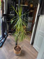 Mooie Dracaena Marginata 150 cm hoog, met bloempot, Ophalen, In pot