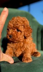 Mini Toy poodle, Dieren en Toebehoren, Rabiës (hondsdolheid), 8 tot 15 weken, Buitenland, Eén hond