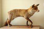 Taxidermie opgezette vos, Verzamelen, Ophalen of Verzenden, Gebruikt, Wild dier, Opgezet dier
