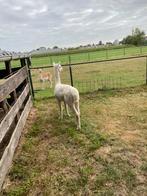 Fiere alpacahengst, Dieren en Toebehoren, Overige Dieren, Juni, Mannelijk