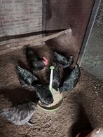 Australorp zwart groot haan, Dieren en Toebehoren, Pluimvee, Kip, Mannelijk