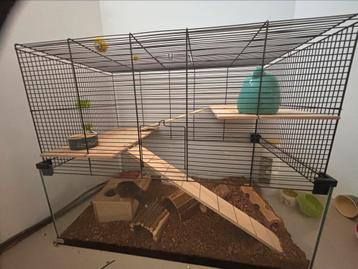 Goudhamster incl kooi en toebehoren. beschikbaar voor biedingen