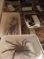 Diverse spinnen huiden, Ophalen, Beeldje of Figuurtje