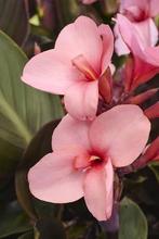 Canna Cannova light pink seeds, Tuin en Terras, Planten | Tuinplanten, Ophalen of Verzenden, Overige soorten, Volle zon